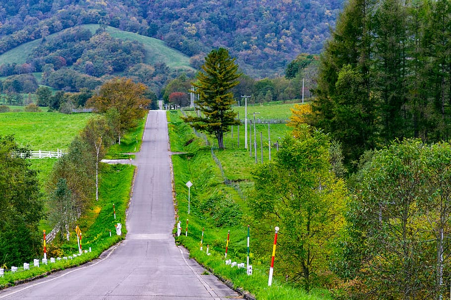 grey concrete road in the middle of green trees, hokkaido, asphalt