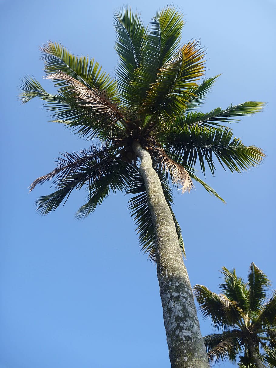 palm tree, blue, sky, leaves, paradise, tropical, island, holiday HD wallpaper