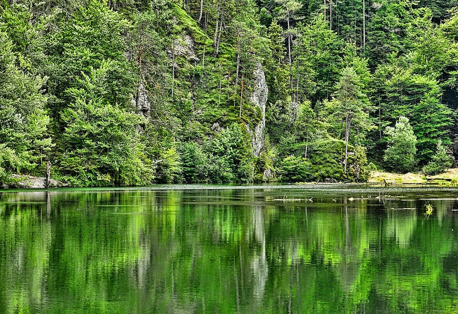 lake water surrounded by trees, nature, forest, waters, mountain forest HD wallpaper