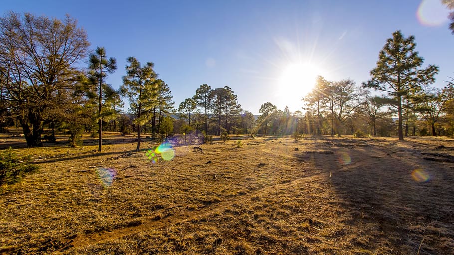 Photography, Durango, otinapa, nature, tree, outdoors, rural Scene HD wallpaper