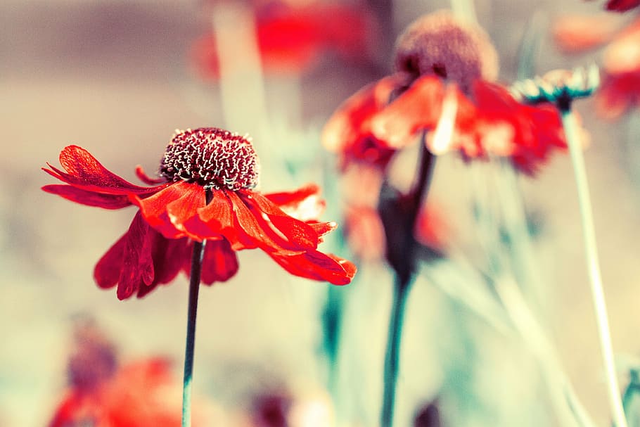 focus photography of red petaled flower, bloom, plant, garden HD wallpaper