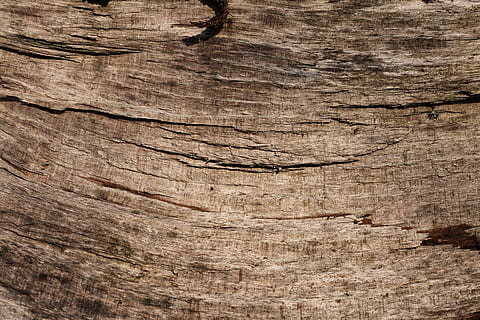 bark, beech, tribe, log, background wood, pattern, texture HD wallpaper