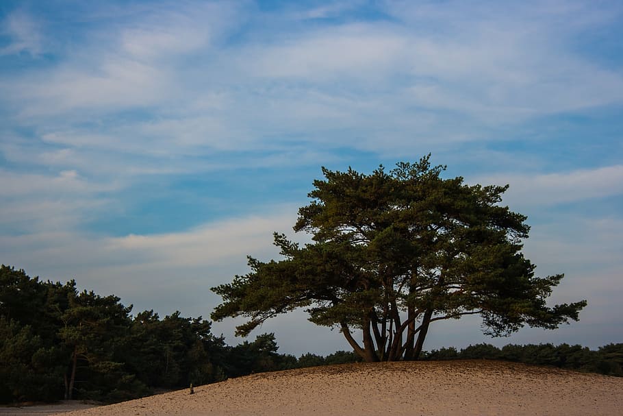 soester dunes, tree, nature, landscape, sand, air, plant, cloud - sky HD wallpaper