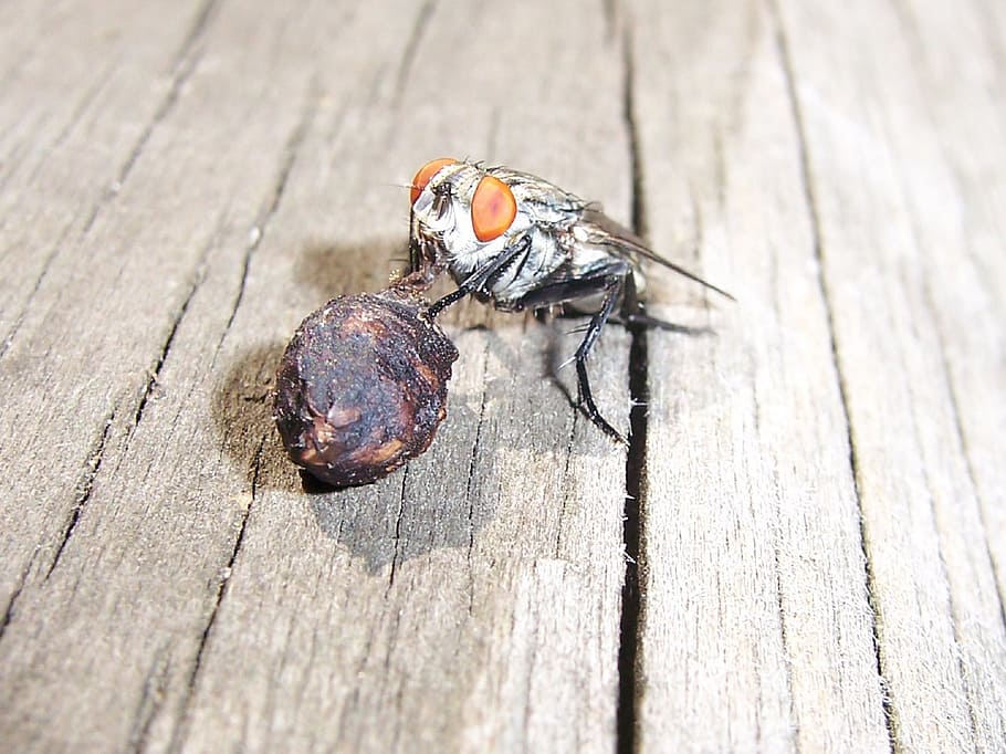fly, eating, insect, macro, close up, nature, wing, eyes, bug HD wallpaper