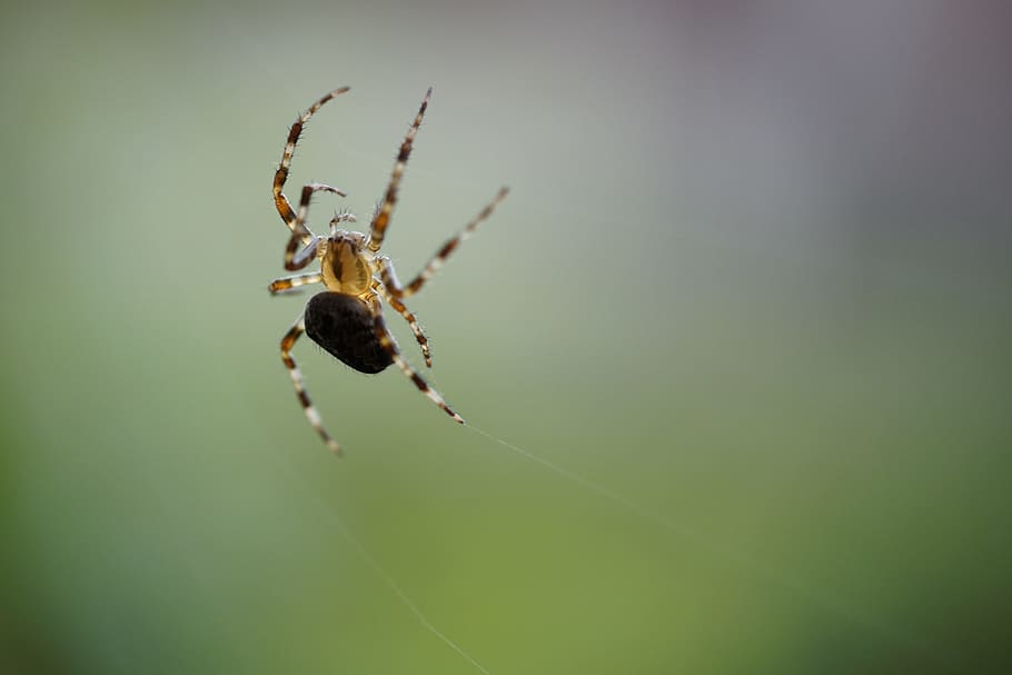 spin, garden spider, macro, arachnid, invertebrate, insect HD wallpaper