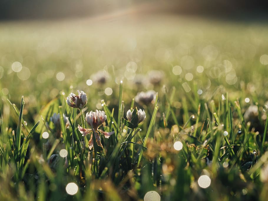 selective focus photography of blooming white petaled flowers under sunny day, selective focus photography of white petaled flowers HD wallpaper