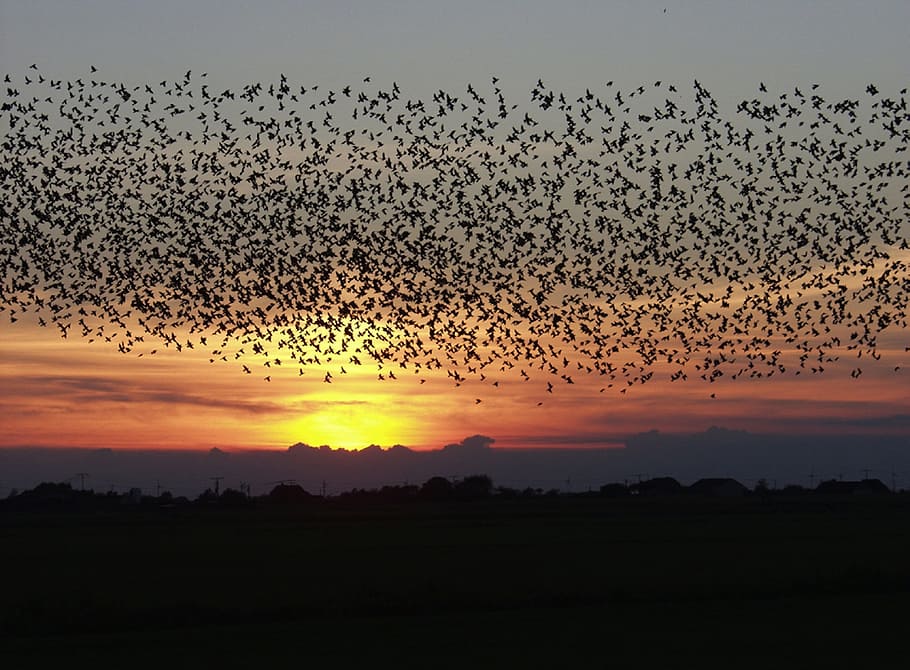 flock of birds flying in the sky during golden hour, sunset, blackbirds
