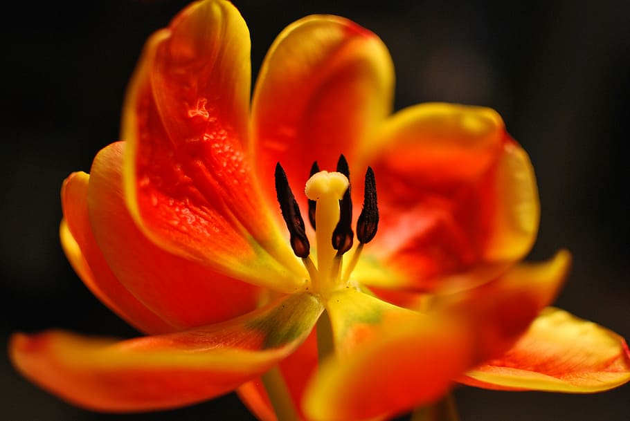 flower, tulip, spring, flowering plant, freshness, fragility HD wallpaper