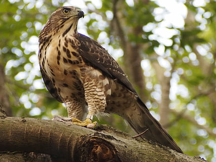 brown and black eagle on tree, crested, goshawk, raptor, one animal HD wallpaper