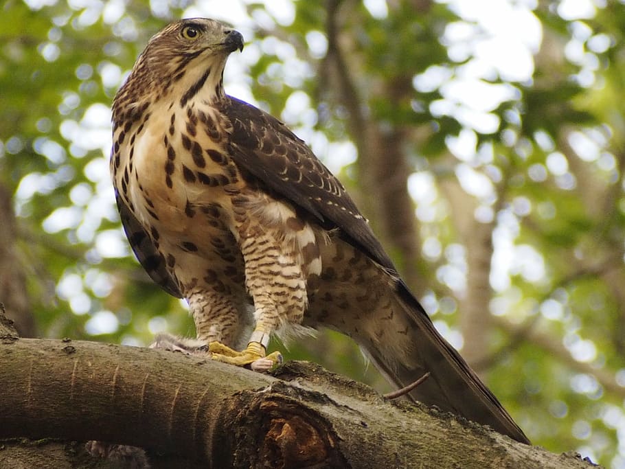 brown and black eagle on tree, crested, goshawk, raptor, one animal HD wallpaper