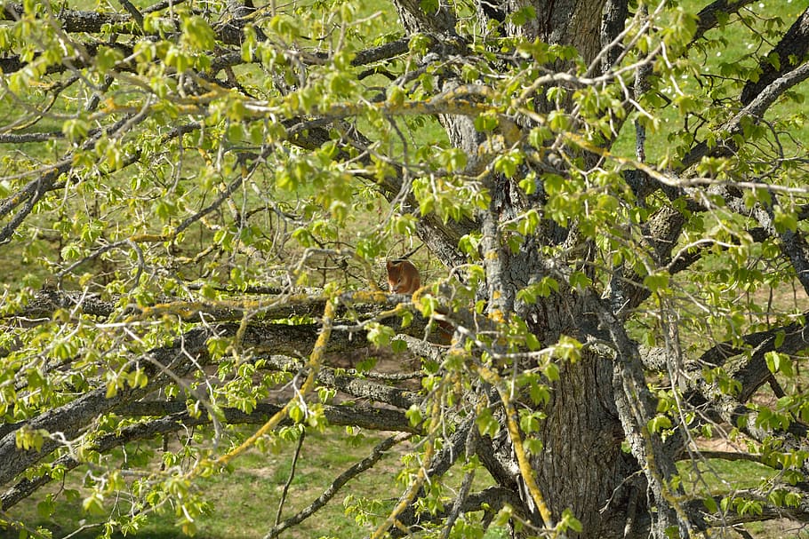 tree, green, squirrel, green tree, nature, rodent, plant, growth HD wallpaper