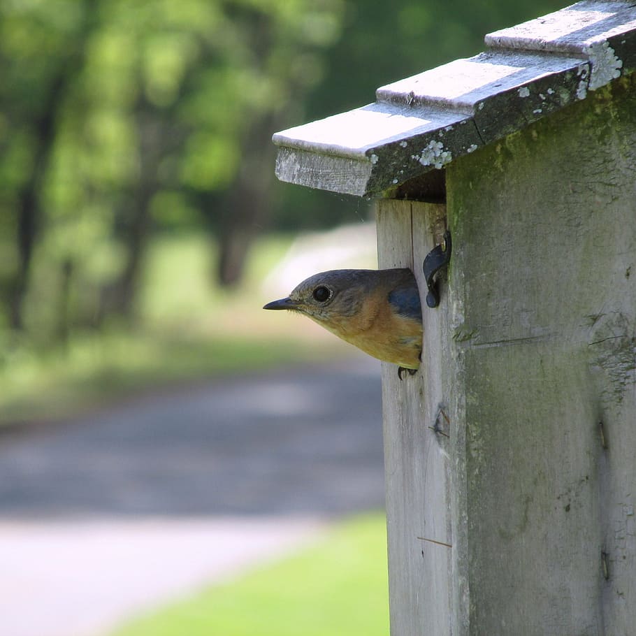 bluebird, nest, perch, nature, wildlife, animal, songbird, avian HD wallpaper