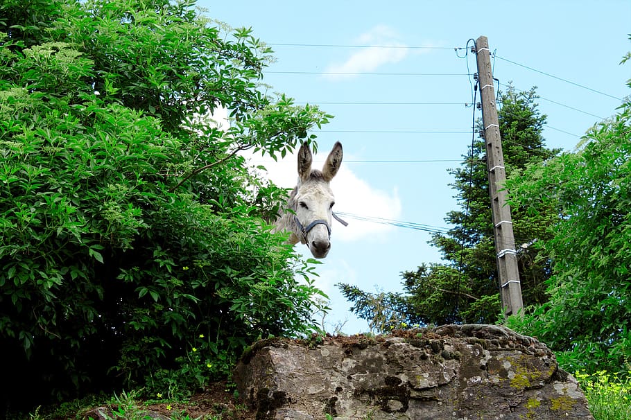 ane, notes, animal, donkey, mammal, one animal, animal themes HD wallpaper