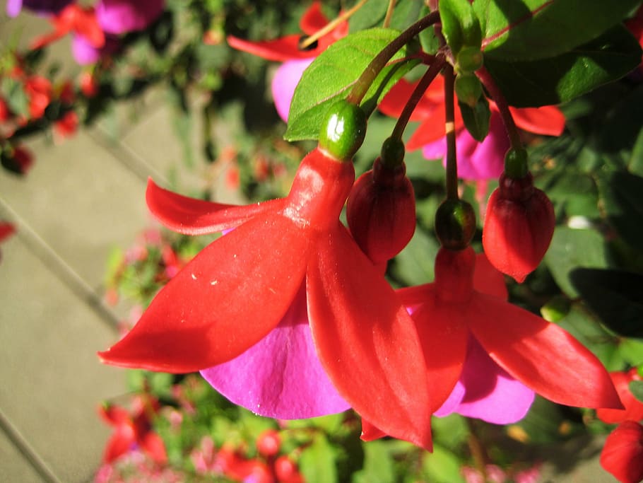 fuchsia, flower, have, natural, summer, denmark, plant, growth HD wallpaper