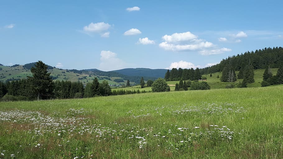 magic forest, hiking, walk, trail, nature, nature trail, black forest HD wallpaper