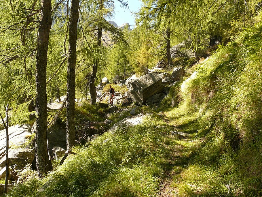 hike, mountain, forest, green, trail, light, sparse woods, grass HD wallpaper