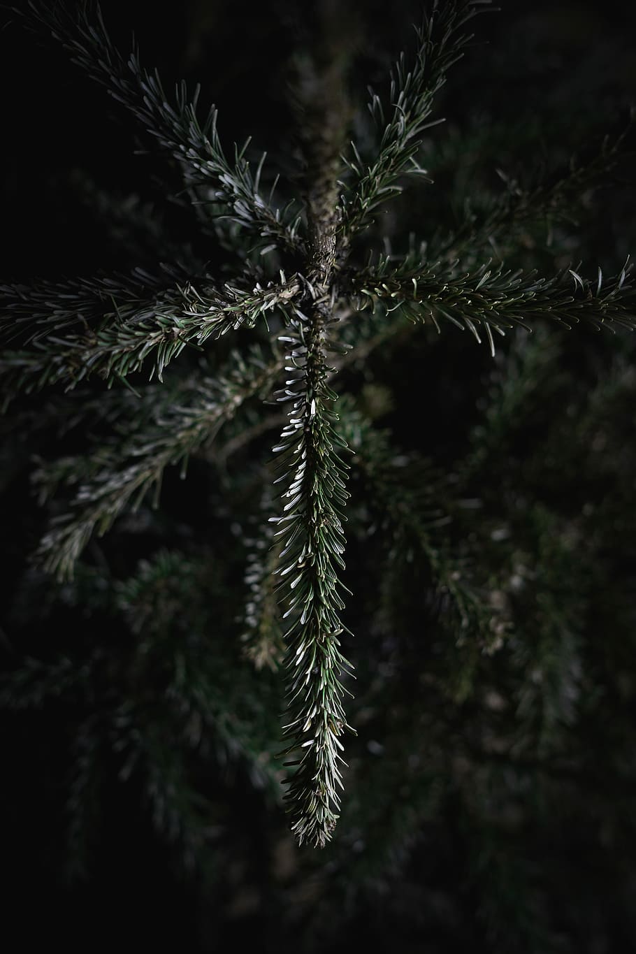 green pine tree, close up photography of pine tree branch, woodland HD wallpaper