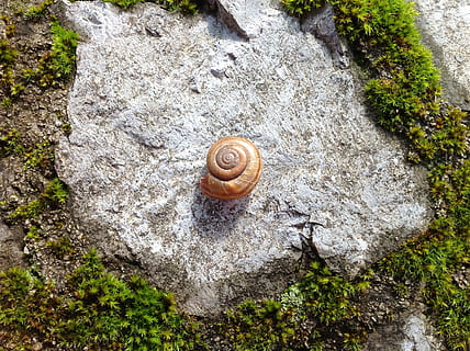 Snail, Shell, Decoration, Ground, stane, moss, nature, animal Shell HD wallpaper
