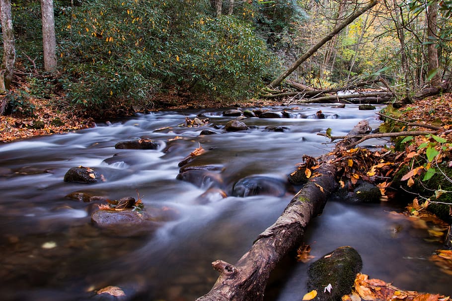 stream, water, rocks, nature, trees, plant, green, forest, wood HD wallpaper