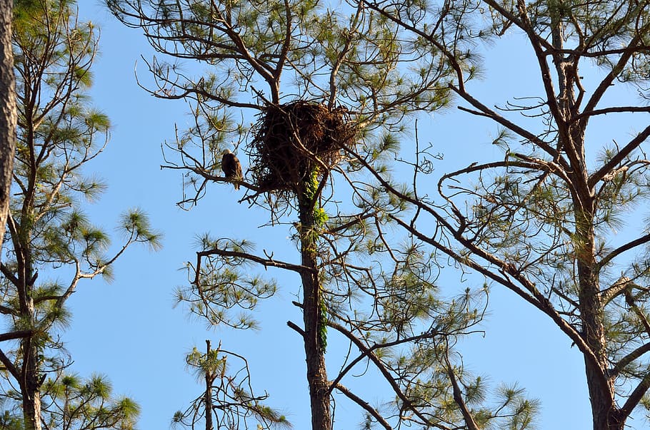 nest, bird, tree, raptor, nature, eagle, bald eagle, animal HD wallpaper