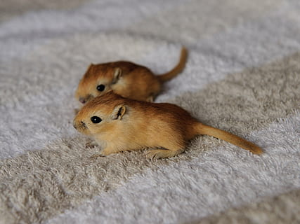 two brown rodents on mat, gerbil, mouse, 3 weeks, nager, cute HD wallpaper