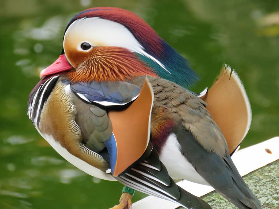 multicolored bird in macro lens photography, Mandarin Duck, Water, HD wallpaper