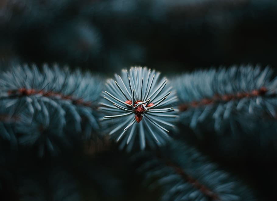 shallow focus photography of white flowers, tree, conifer, needles HD wallpaper