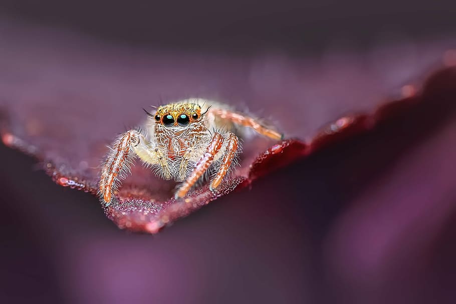 macro photography of green spider, jumping spider, insect, animal HD wallpaper