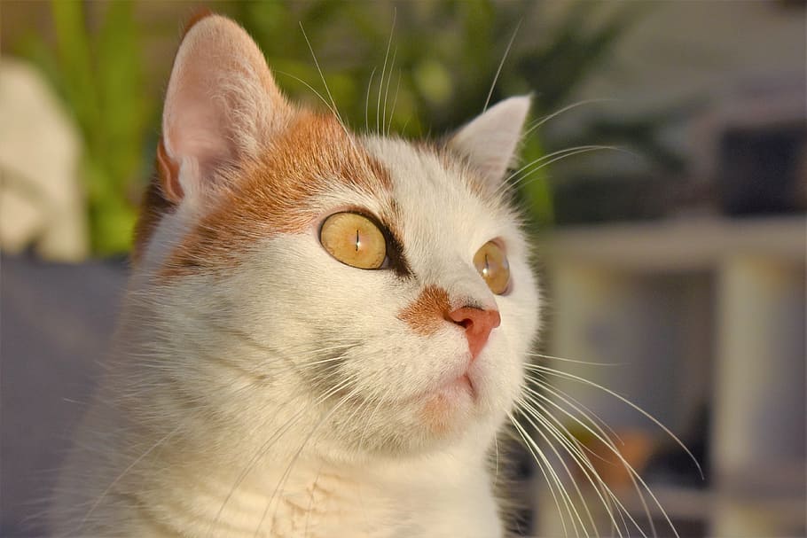 cat, white, animal, creature, pet, white cat, mieze, adidas HD wallpaper