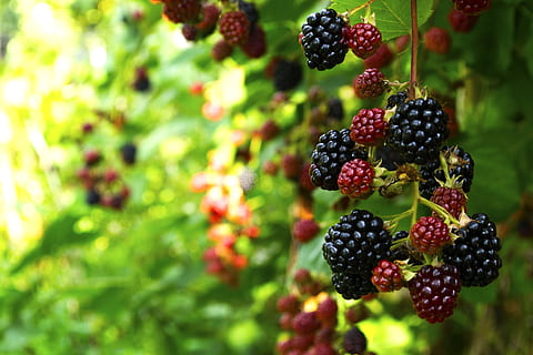 ozhina, fruit, garden, freshness, berry fruit, food and drink HD wallpaper