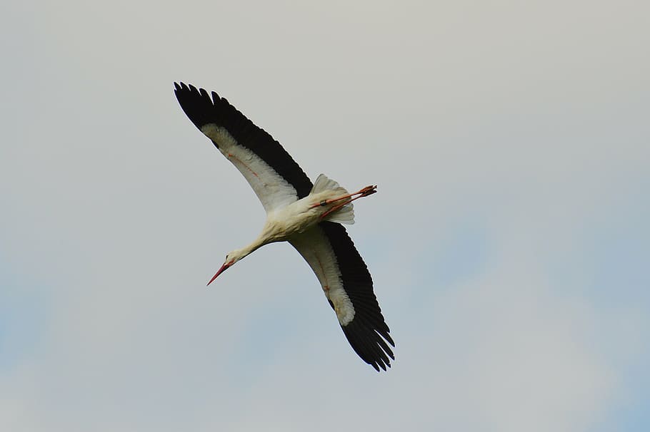 stork, fly, elegant, feather, bird, plumage, nature, animals HD wallpaper