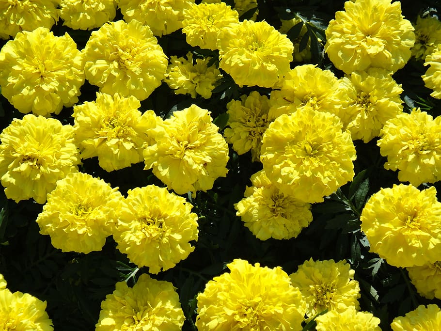 marigold, large, flowers, flowering plant, yellow, vulnerability HD wallpaper