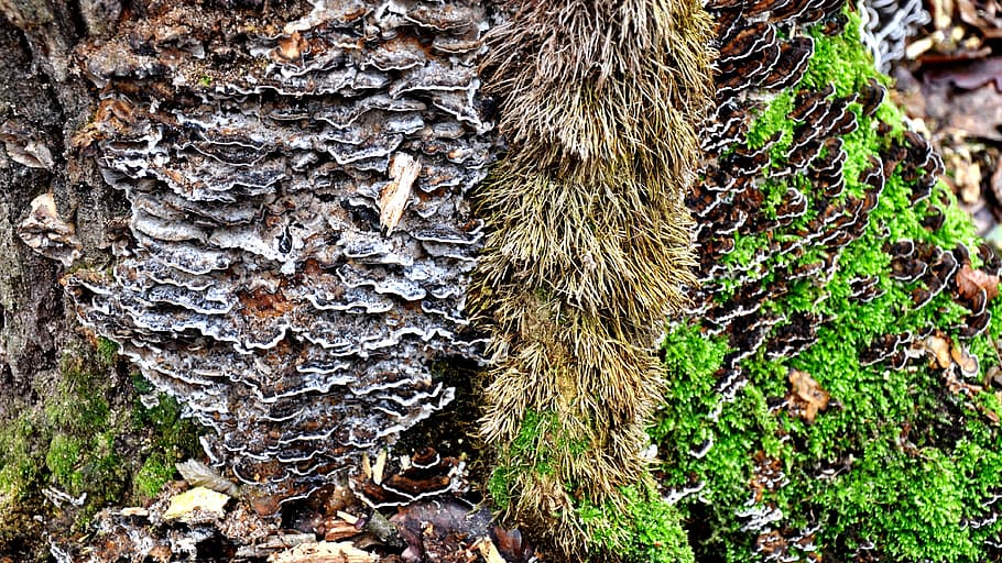 nature, spring, mushroom, spunk, tree, plant, day, forest, tree trunk HD wallpaper