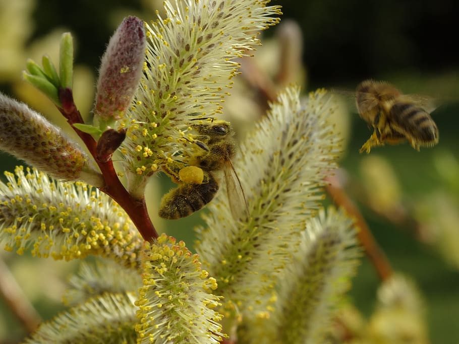 Bee, Pollen, Insect, Close, Honey Bee, nature, macro, collect pollen HD wallpaper