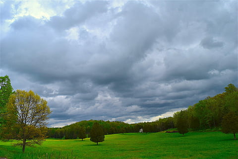 Trees, Grass, Green, Landscape, Nature, plant, park, season HD wallpaper
