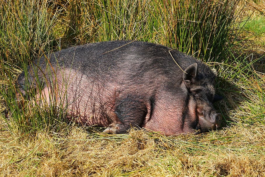 HD wallpaper: black hog lying on grass field, pig, domestic pig