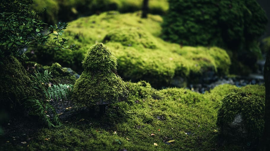 nature, tree, moss, landscape, leaf, green color, plant, growth HD wallpaper