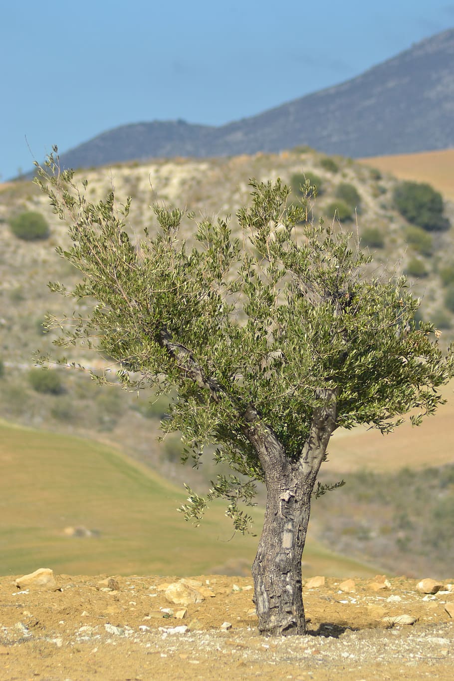 tree, mediterranean, nature, landscape, spain, view, summer HD wallpaper