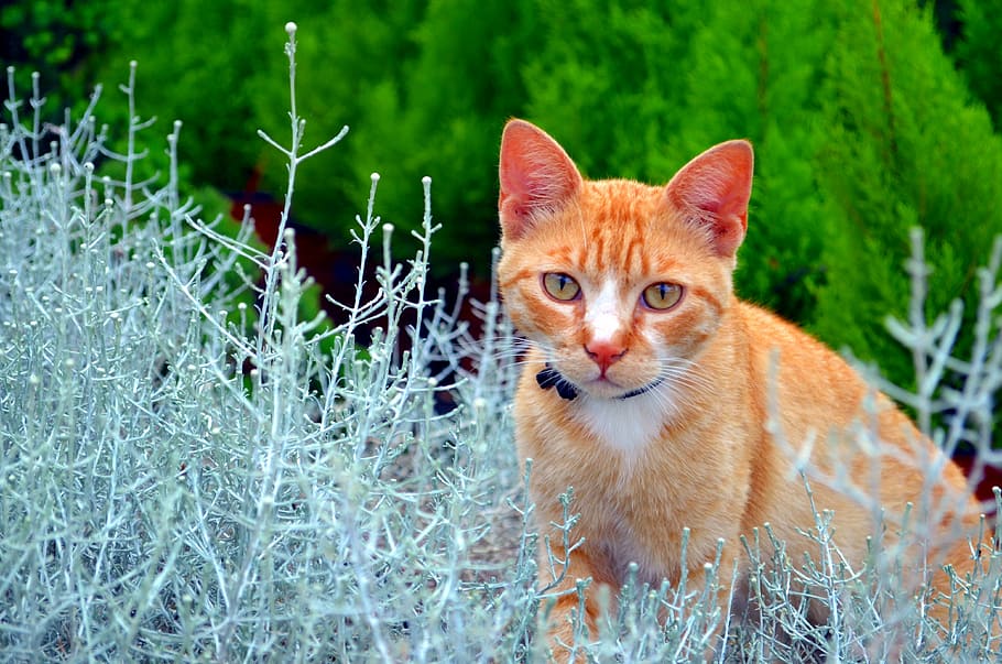 orange tabby cat behind green leafed plants, malai, kitten HD wallpaper