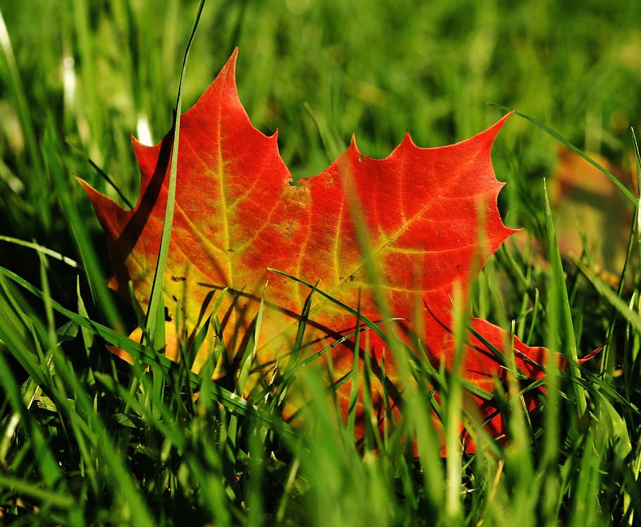 maple leaf on green grasses, autumn, leaves, nature, colorful HD wallpaper