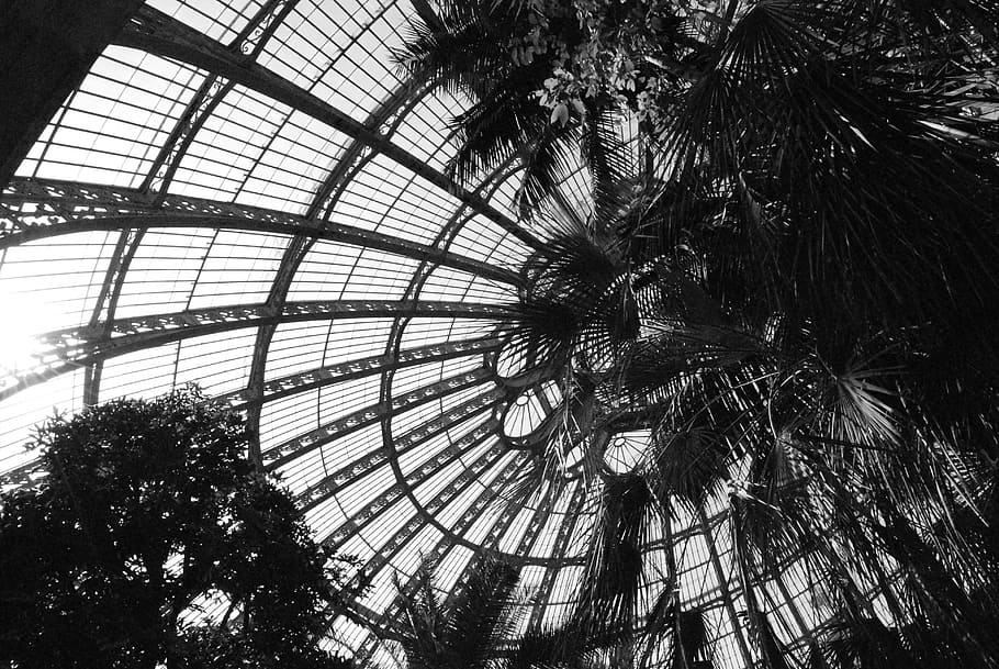 ceiling, vault, plants, garden, black white, tree, low angle view HD wallpaper