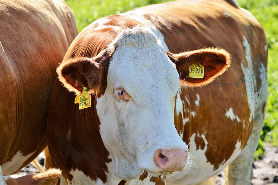 cow, beef, ruminant, cattle, livestock, paarhufer, pasture HD wallpaper