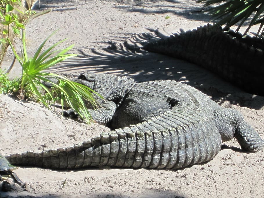 alligator, crocodile, tail, reptile, nature, day, no people HD wallpaper