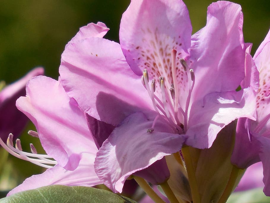 rhododendron, bloom, spring, nature, blossom, plant, flora HD wallpaper