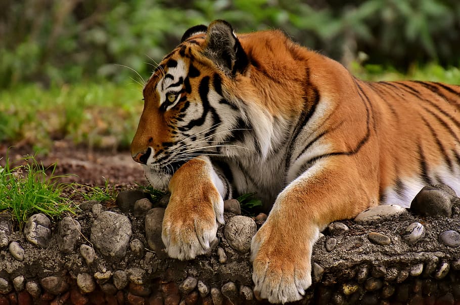 close-up photo of tiger lying on brown soil, cat, predator HD wallpaper