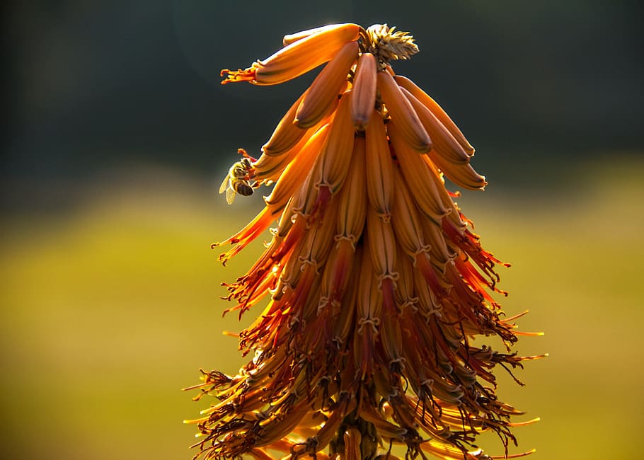 Bee, Aloe, Flower, no people, outdoors, tree, sky, nature, day HD wallpaper