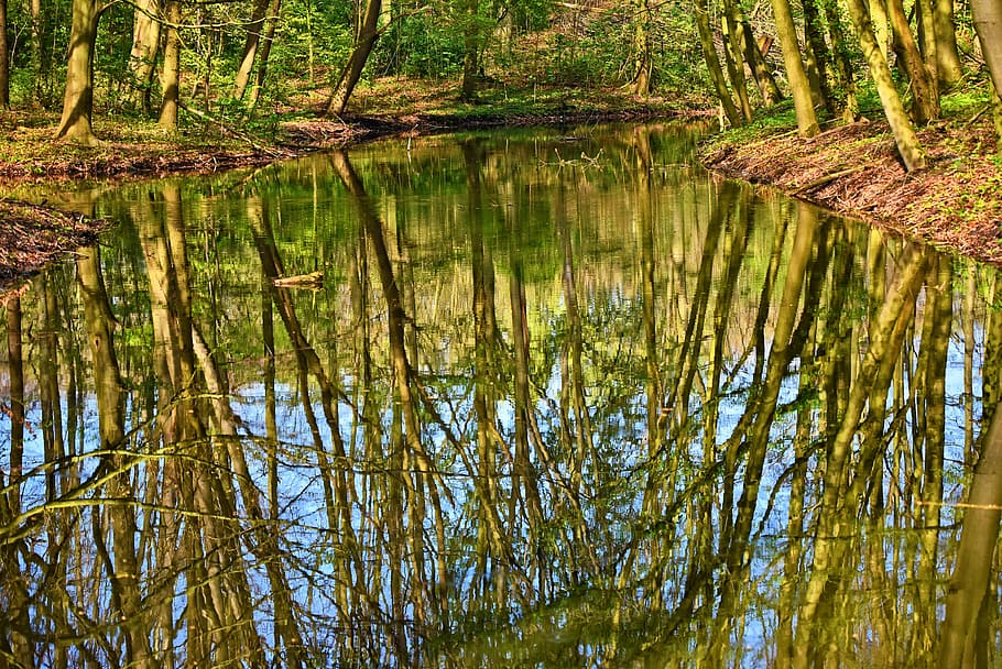 green leaf trees near body of water at daytime, pond, reflections HD wallpaper