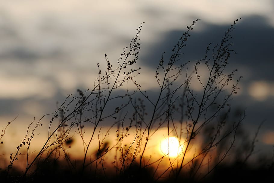 silhouette of plants, sunset, twilight, abendstimmung, sky HD wallpaper
