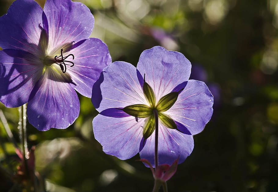 closeup photo of purple petaled flowers at daytime, meadow HD wallpaper