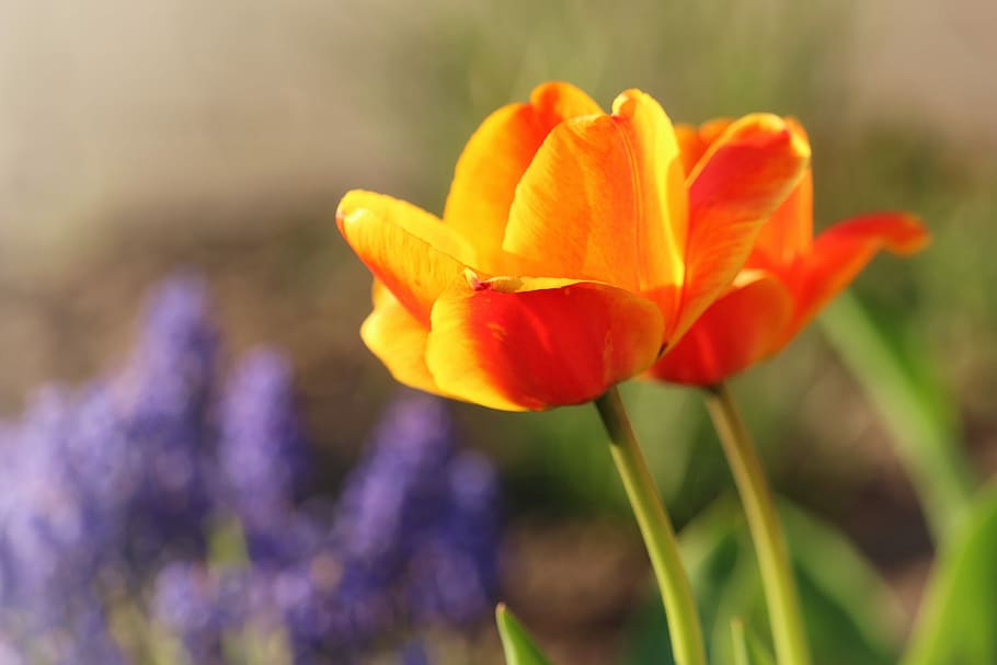 tulips, spring, growth, close, bright, flowers, garden, orange HD wallpaper